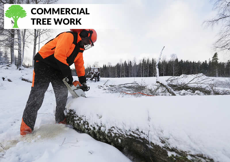 commercial tree work in warrington