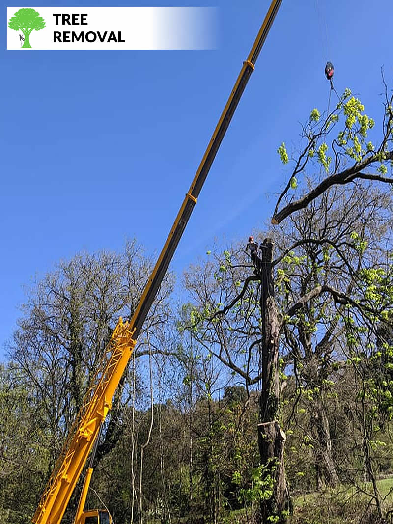 tree removal in warrington